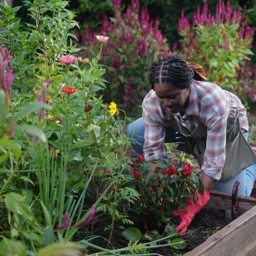 Community garden in Zambia